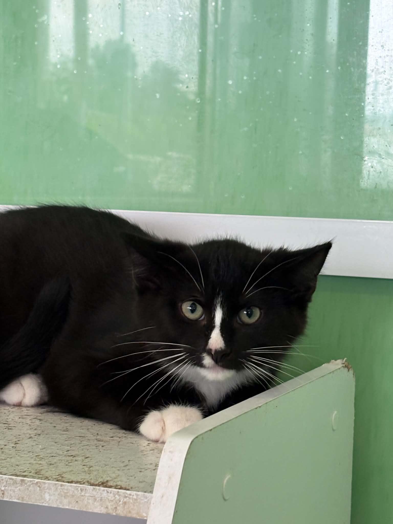 Enlarge Sylvester, a ADOPTABLE American Shorthair in Barboursville, WV image 2/2