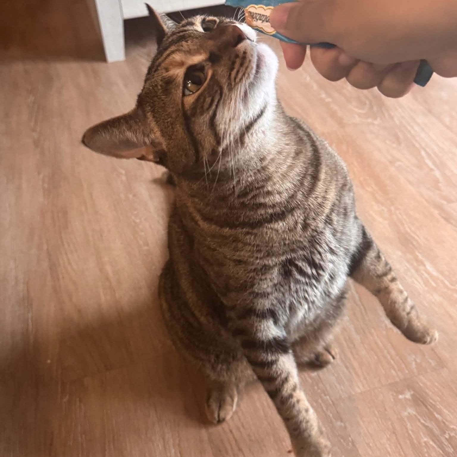 Siza, Adoptable, Adult Female Torbie & Domestic Short Hair.