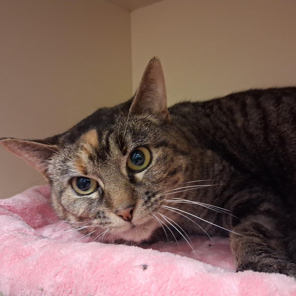 Enlarge Pudding, a Adoptable Domestic Short Hair in Dayton, OH image 1/3