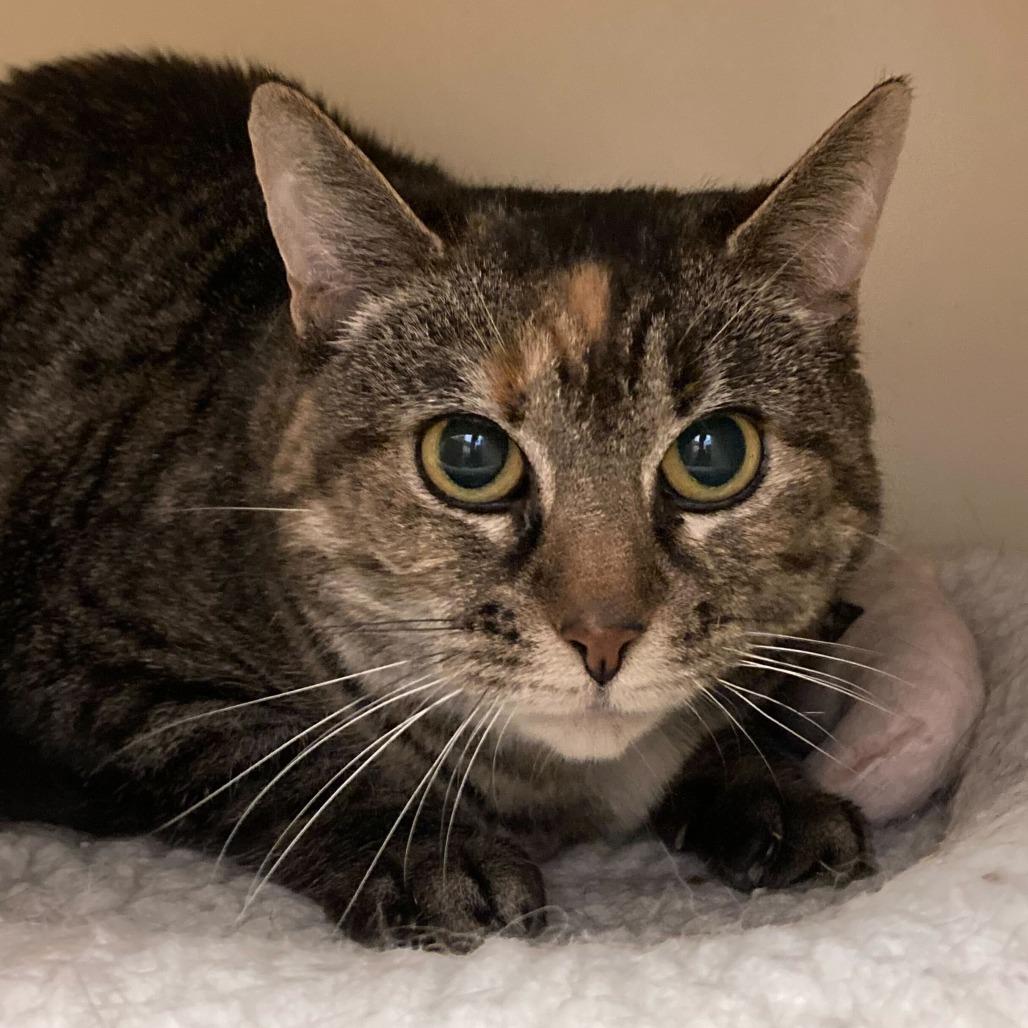 Enlarge Pudding, a Adoptable Domestic Short Hair in Dayton, OH image 3/3