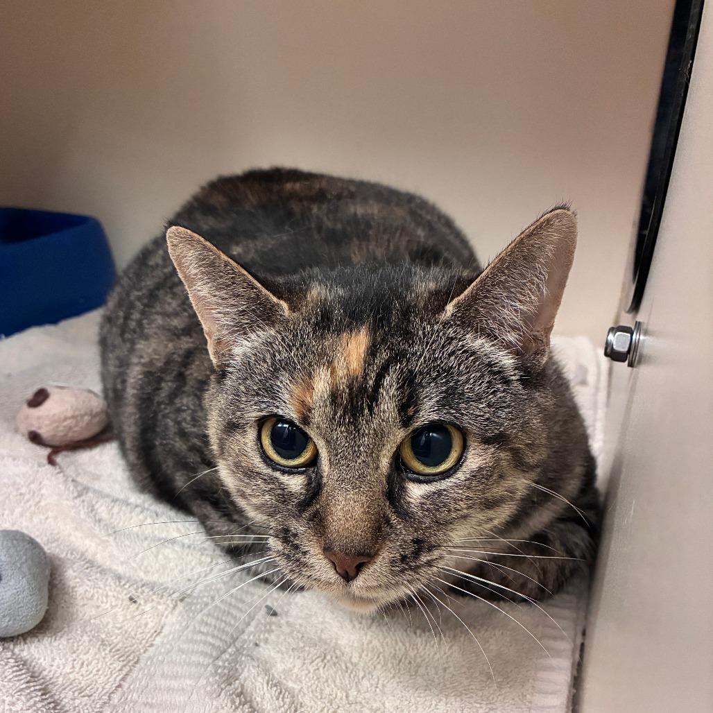 Pudding, a Adoptable Domestic Short Hair in Dayton, OH image 6/6