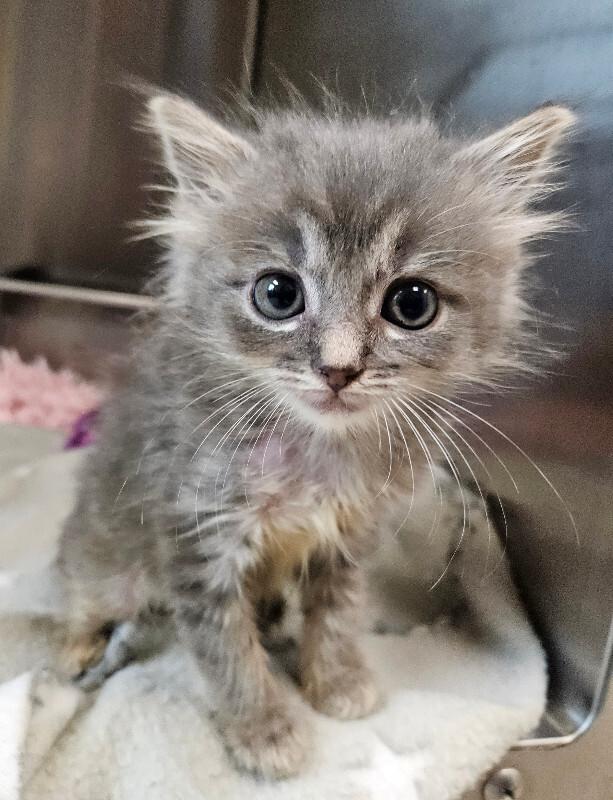 Seashell, Adoptable, Young Male Domestic Short Hair.