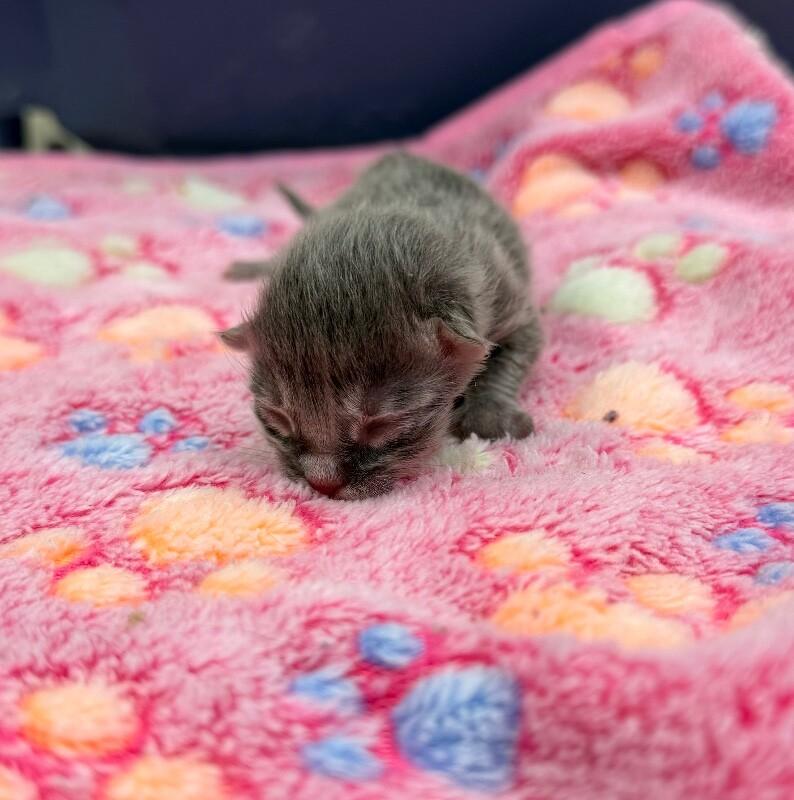 Enlarge Seashell, a Adoptable Domestic Short Hair in Disputanta, VA image 2/2