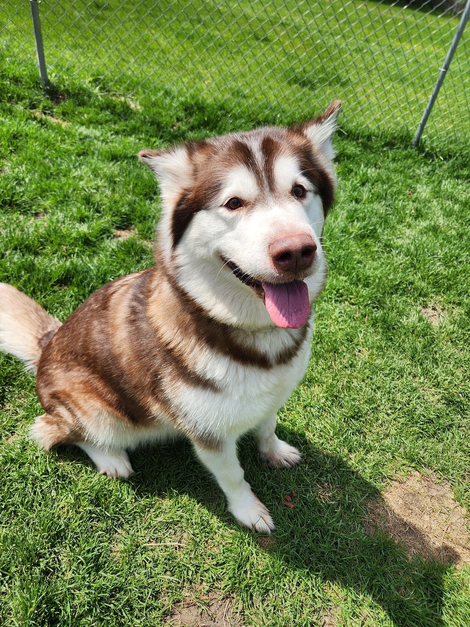 Mira, adopted, Adult Female Alaskan Malamute.