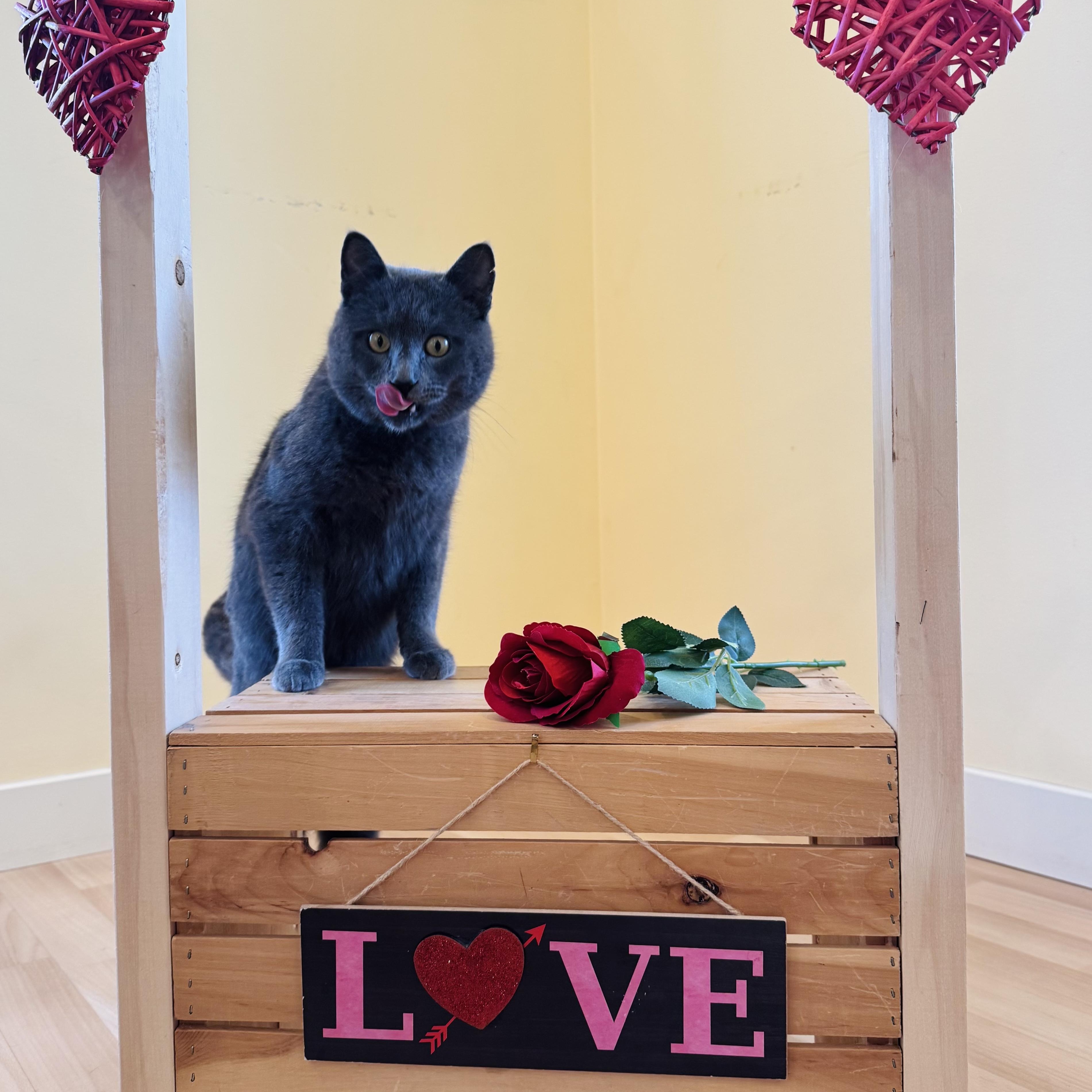 Enlarge Chad, an adopted Domestic Short Hair in Sherwood Park, AB image 3/4
