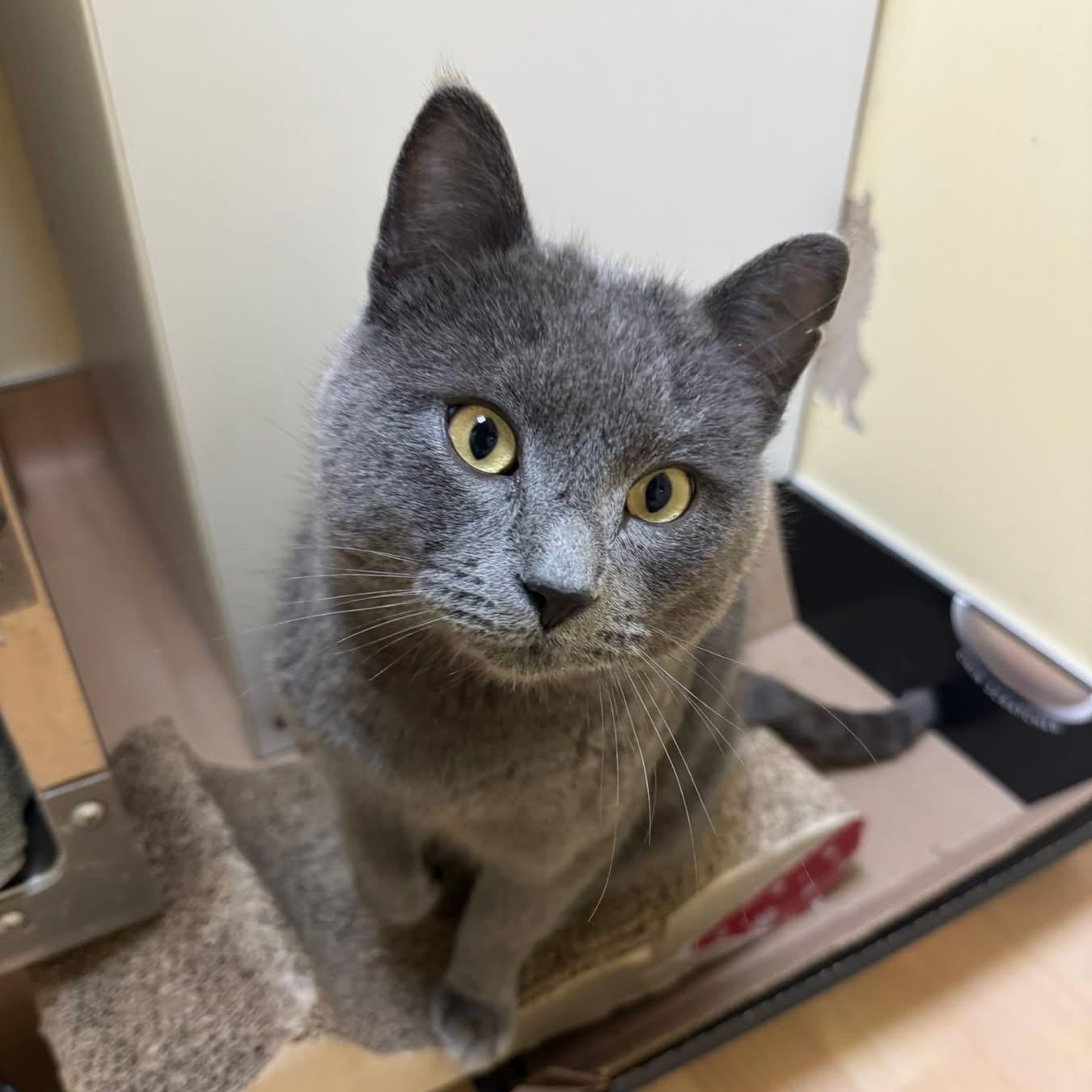 Enlarge Chad, an adopted Domestic Short Hair in Sherwood Park, AB image 2/4