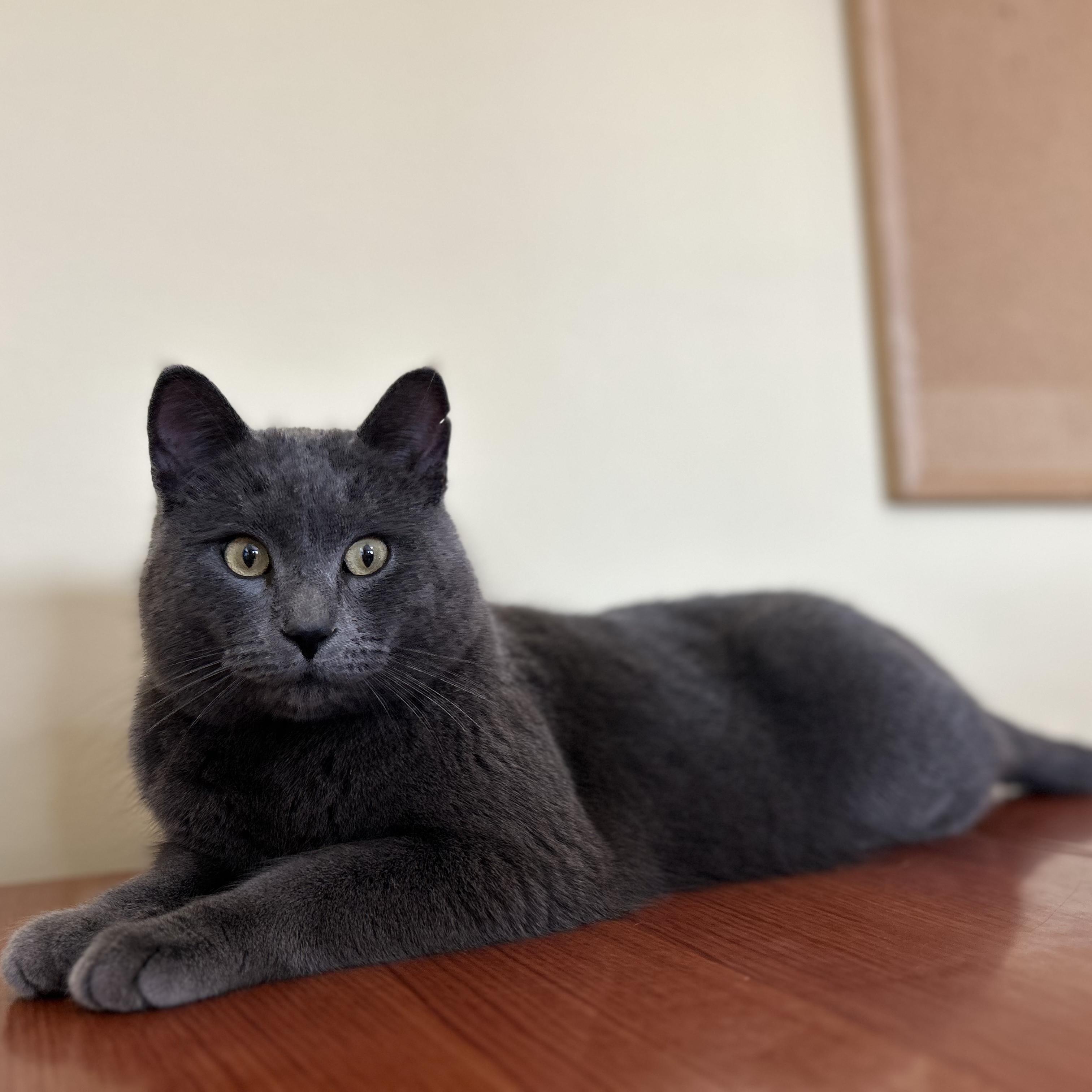 Chad, adopted, Young Male Domestic Short Hair.