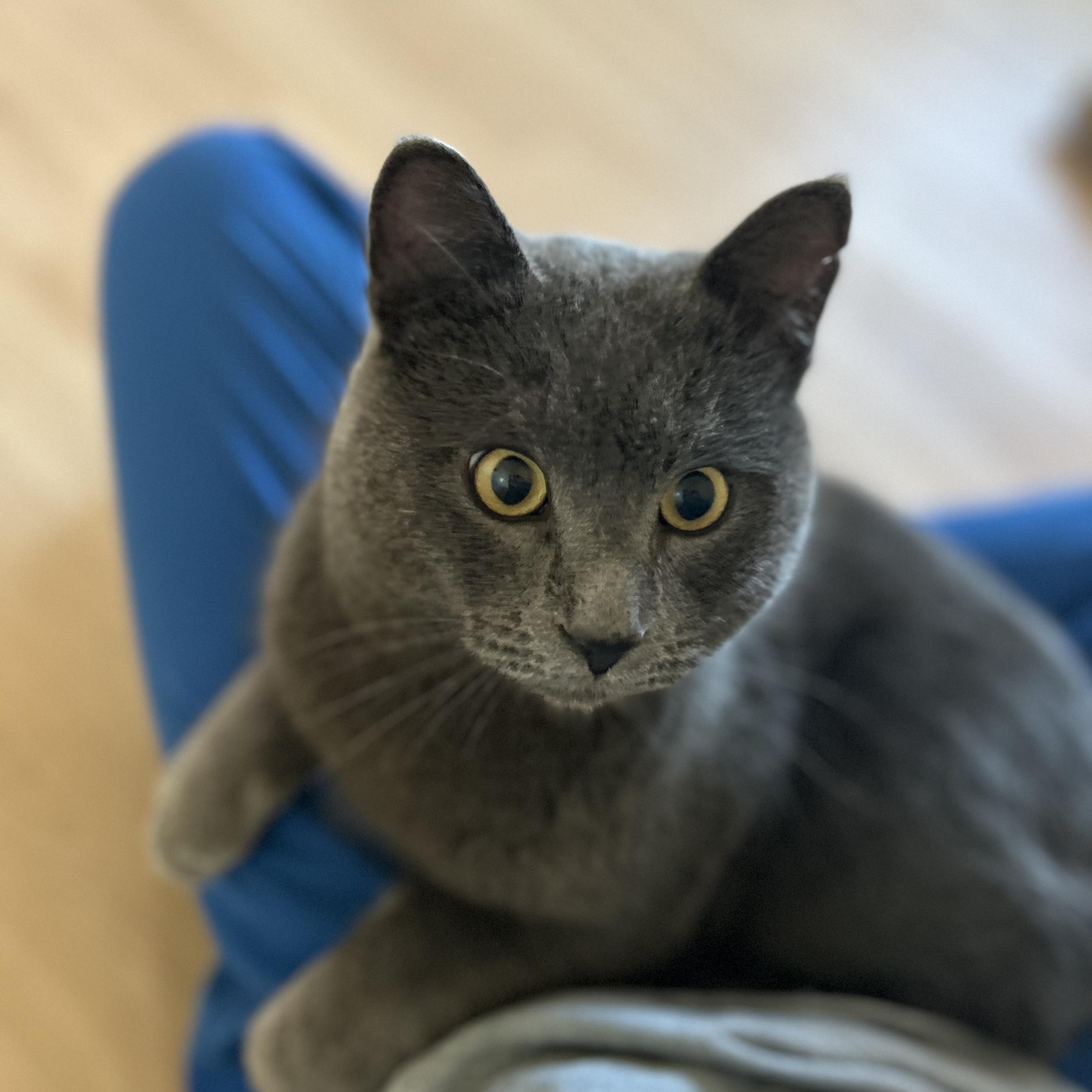 Enlarge Chad, an adopted Domestic Short Hair in Sherwood Park, AB image 4/4