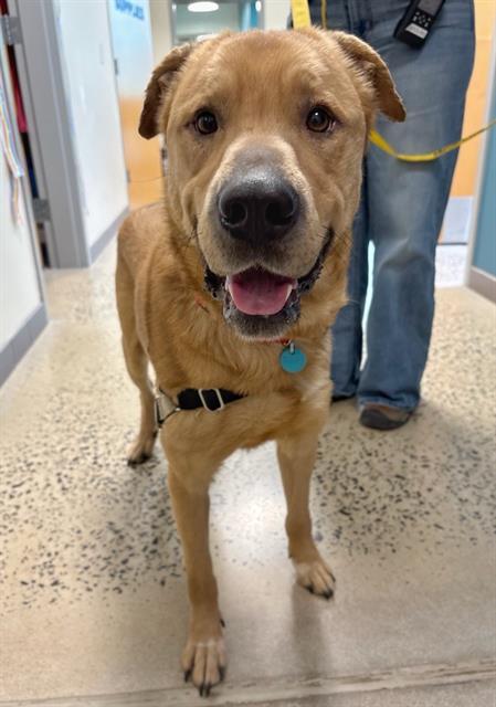 Enlarge JAG, a Adoptable mixed breed in Leesburg, VA image 1/1