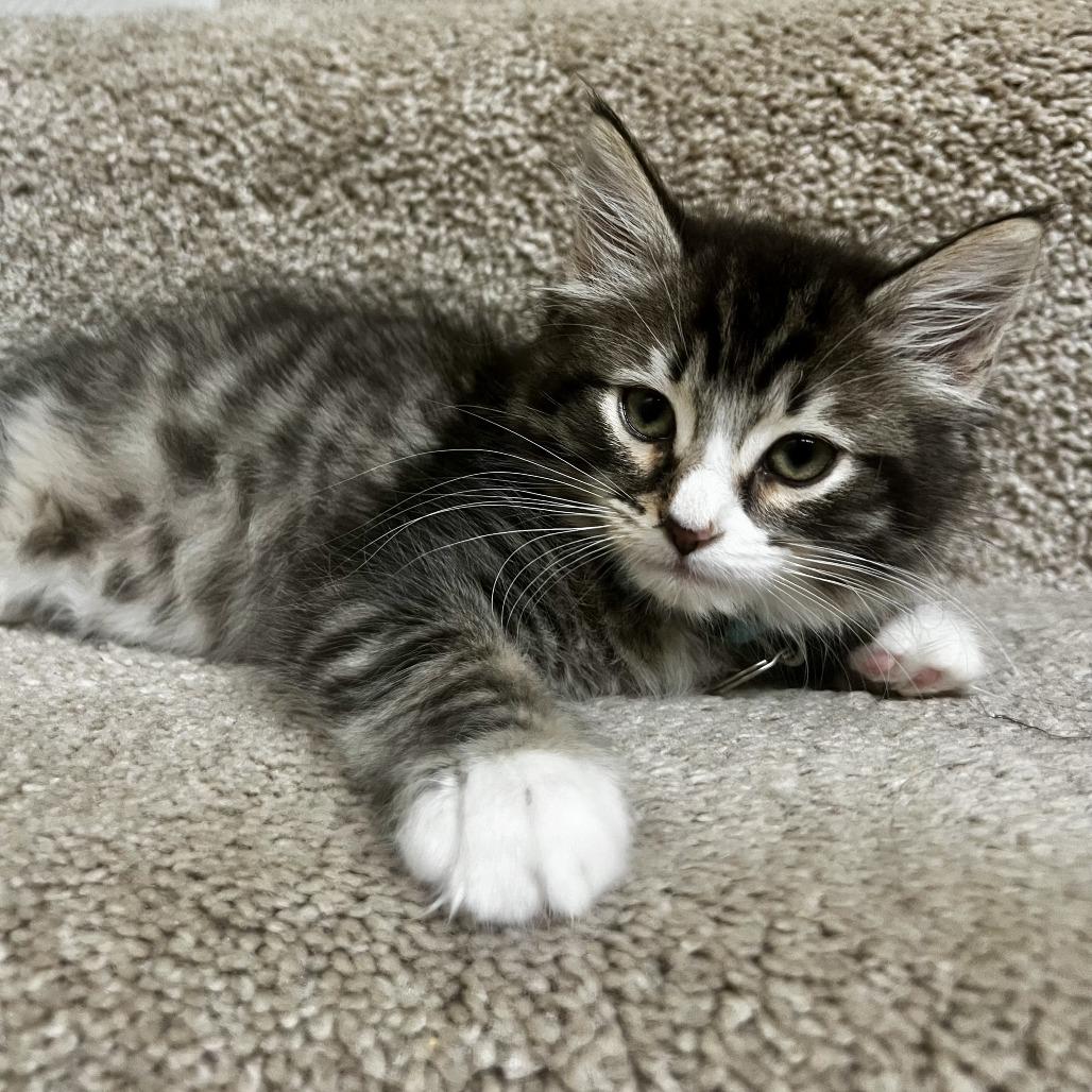 Anne, Adoptable, Kitten Female Domestic Short Hair.