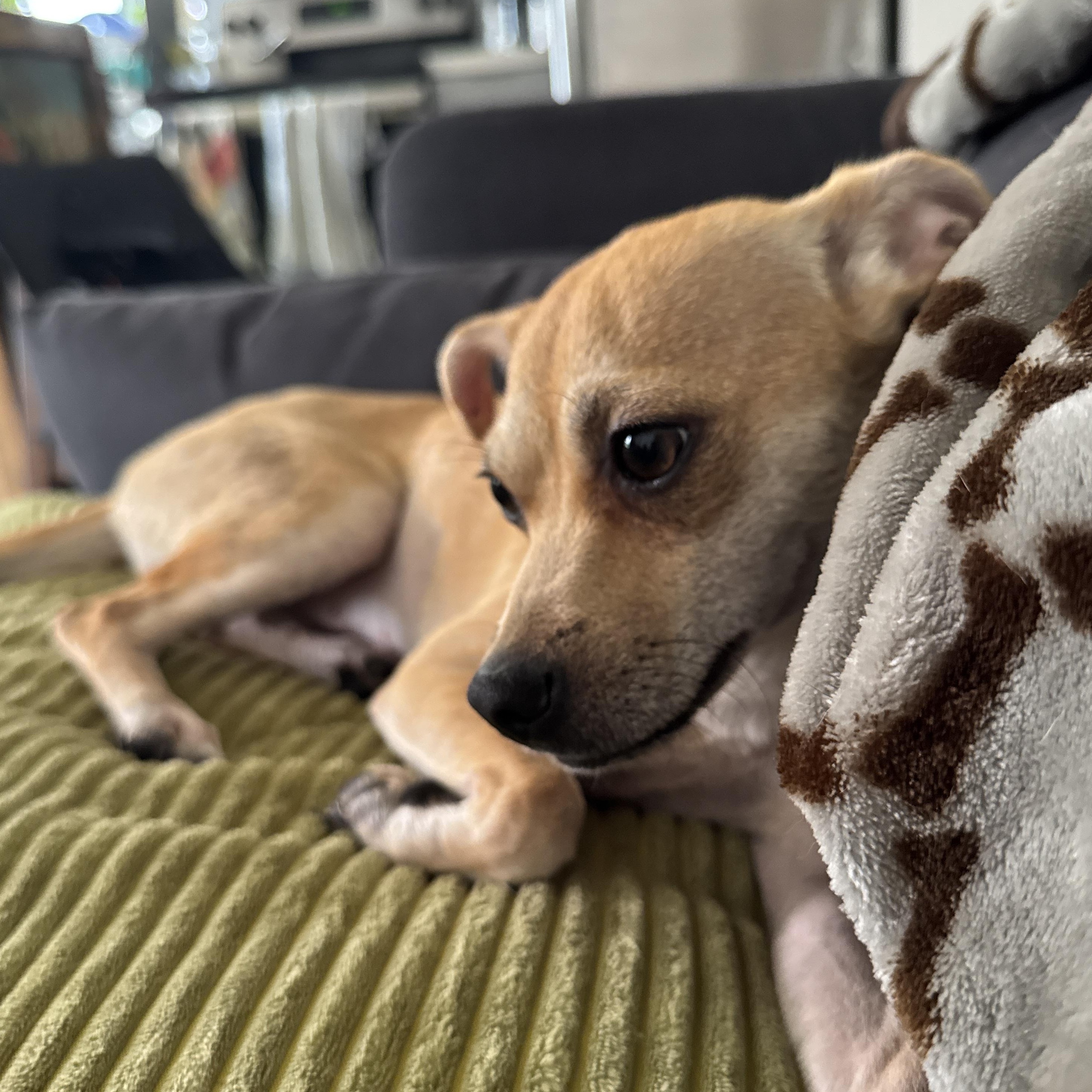Breed Chihuahua Age 8 months as of 71825 Weight 11 lbs Good with dogs yes Good with cats uns