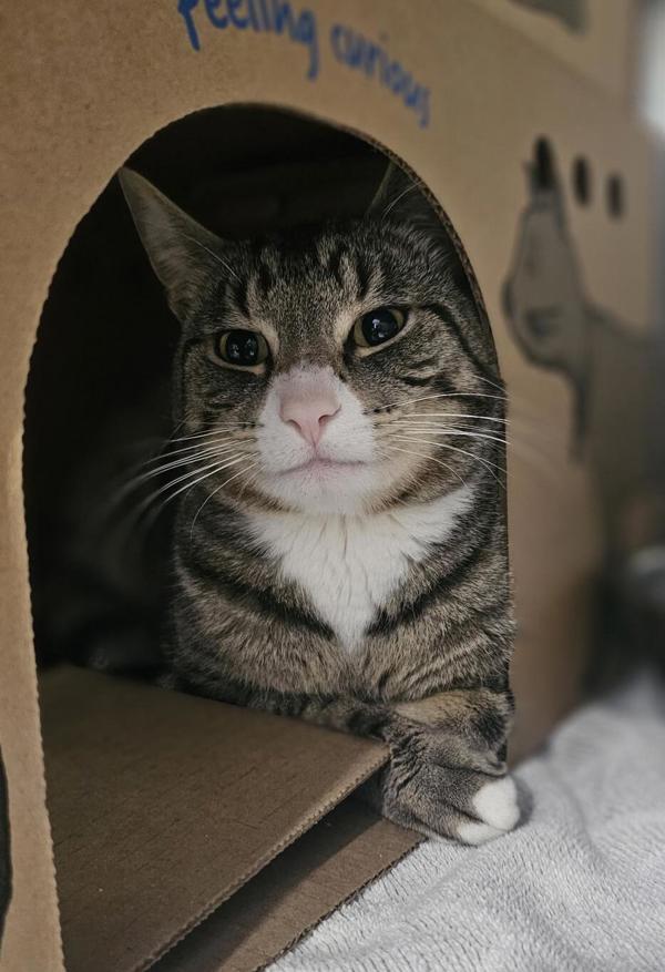 Brisbane, Adoptable, Adult Male Domestic Short Hair.