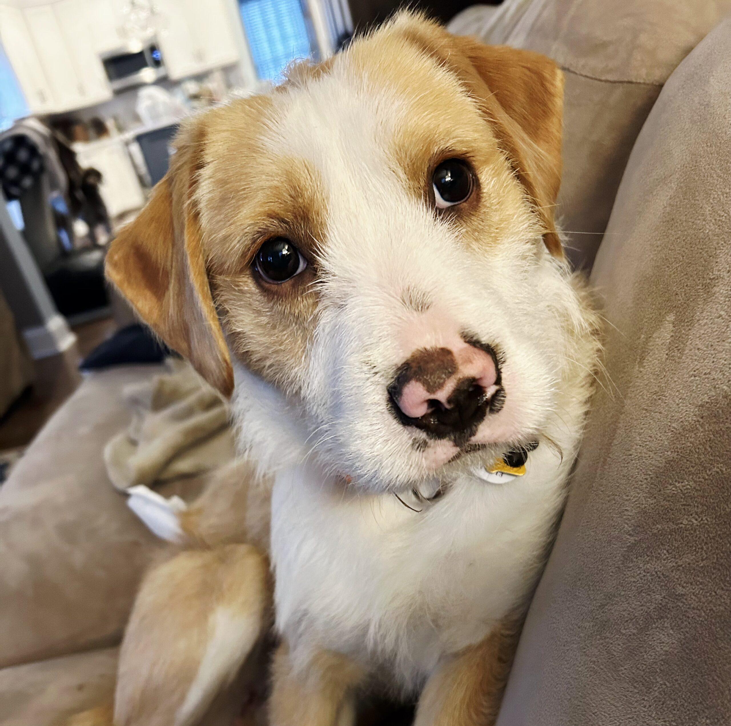 Bogie, Adoptable, Adult Male Labrador Retriever & Shih Tzu.