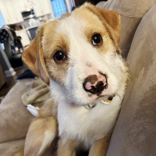 Bogie, Adoptable, Adult Male Labrador Retriever & Shih Tzu.