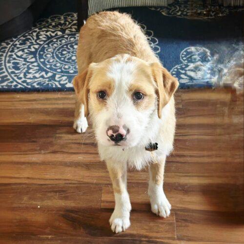 Enlarge Bogie, a Adoptable mixed breed in Lincolnshire, IL image 3/3