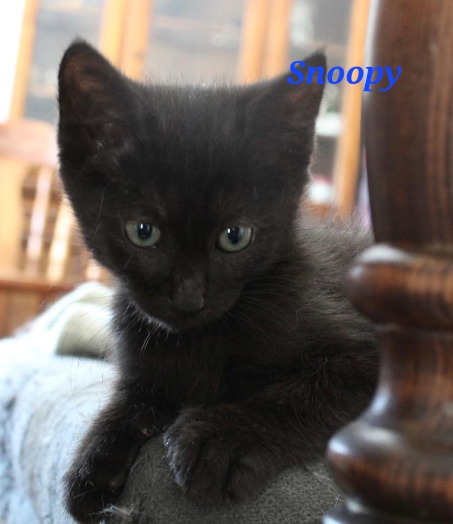 Enlarge Snoopy, a Adoptable mixed breed in Ogden, UT image 1/1