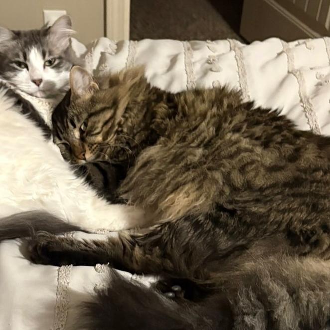 Aspen, Adoptable, Adult Female Domestic Long Hair.