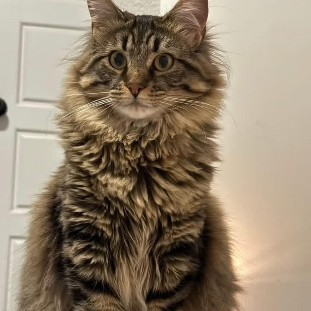 Enlarge Aspen, a Adoptable Domestic Long Hair in Granby, MO image 2/3