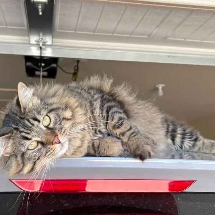 Enlarge Aspen, a Adoptable Domestic Long Hair in Granby, MO image 3/3