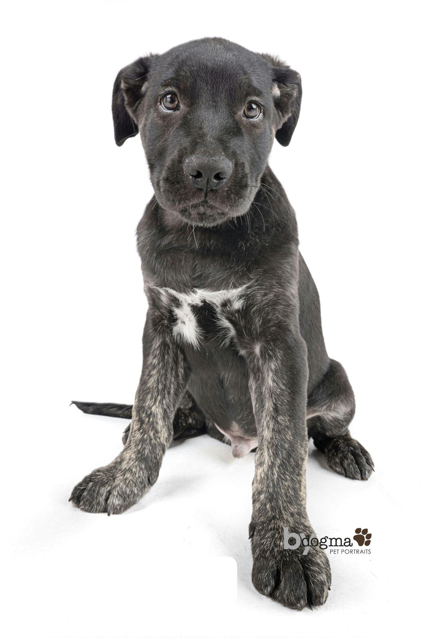 Adobo, Adoptable, Young Male Boxer & German Shepherd Dog.