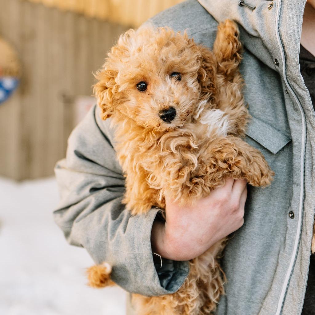 Dorrito, adoptable, Puppy Male Bichon Frise & Miniature Poodle.