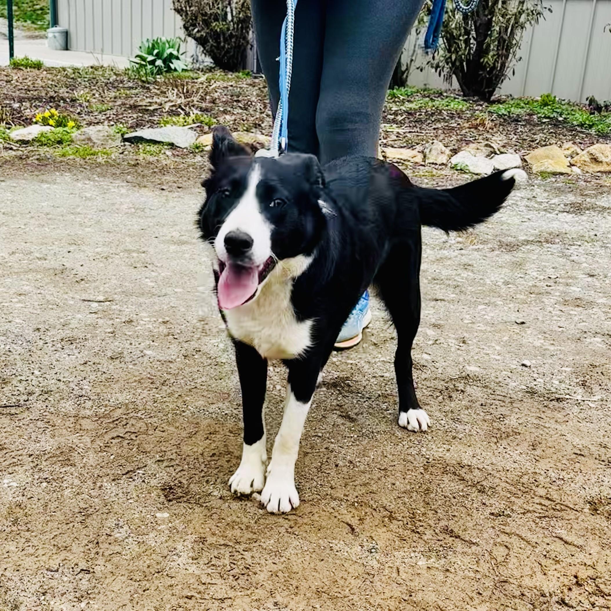 Enlarge Robin, an adopted Border Collie in Phoenixville, PA image 4/4