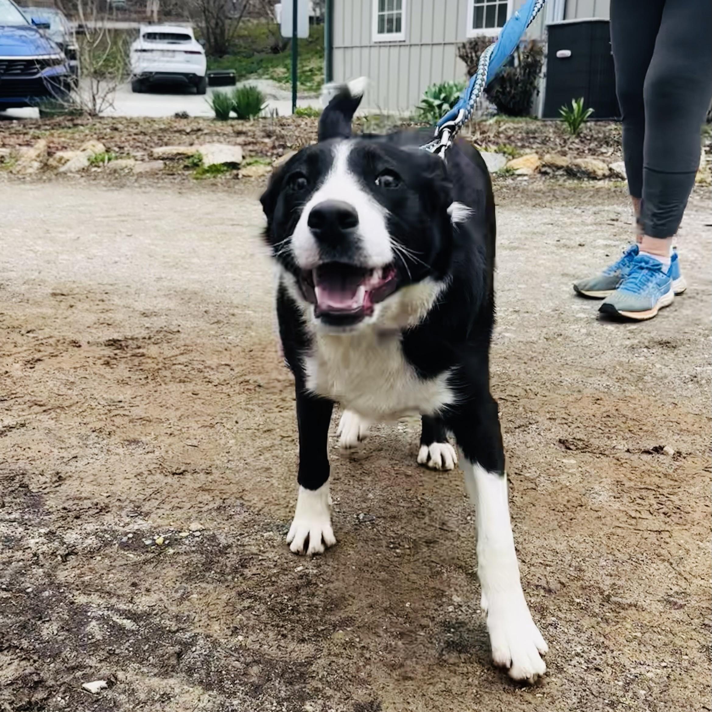 Enlarge Robin, an adopted Border Collie in Phoenixville, PA image 3/4