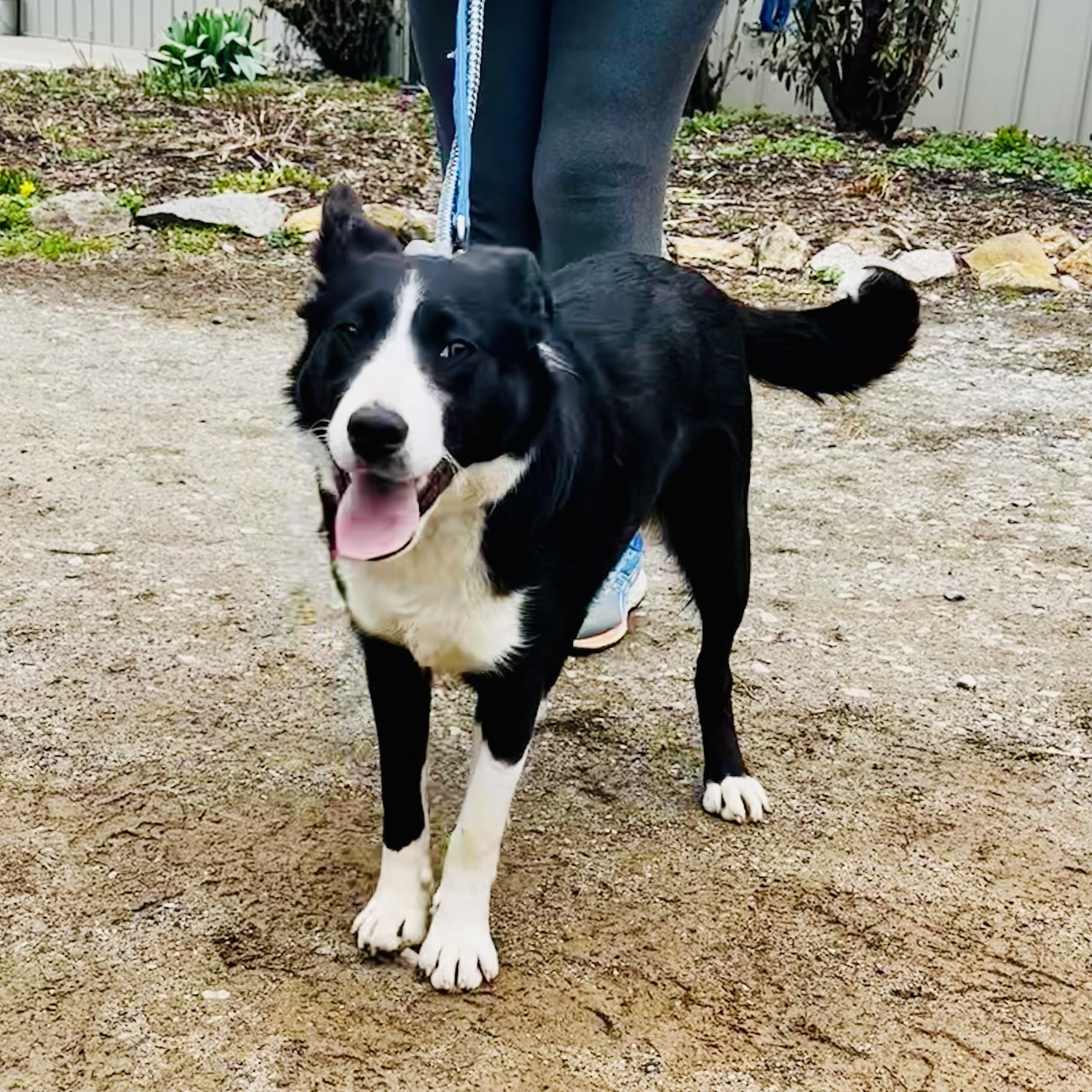 Enlarge Robin, an adopted Border Collie in Phoenixville, PA image 2/4