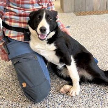 Robin, adopted, Young Male Border Collie.