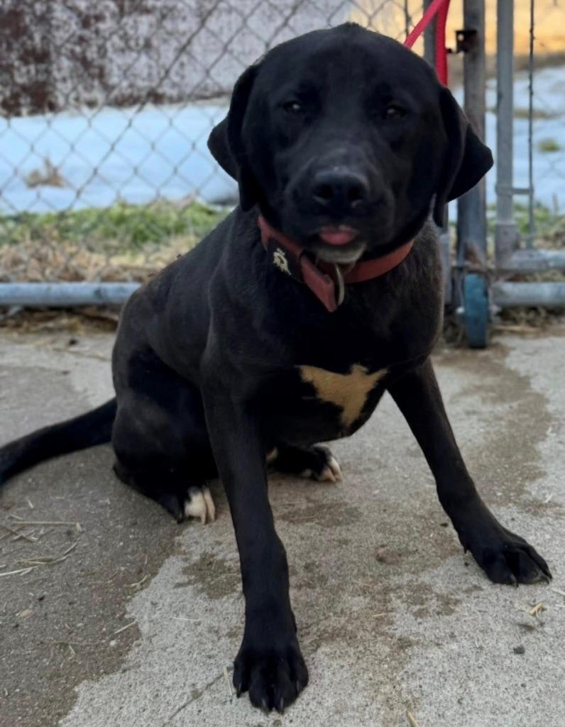 Abu, Adoptable, Young Male Golden Retriever & Pit Bull Terrier.
