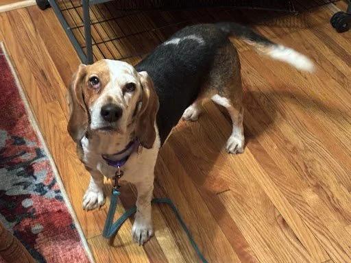 Enlarge Fiona, a ADOPTABLE mixed breed in St. Paul, MN image 3/4