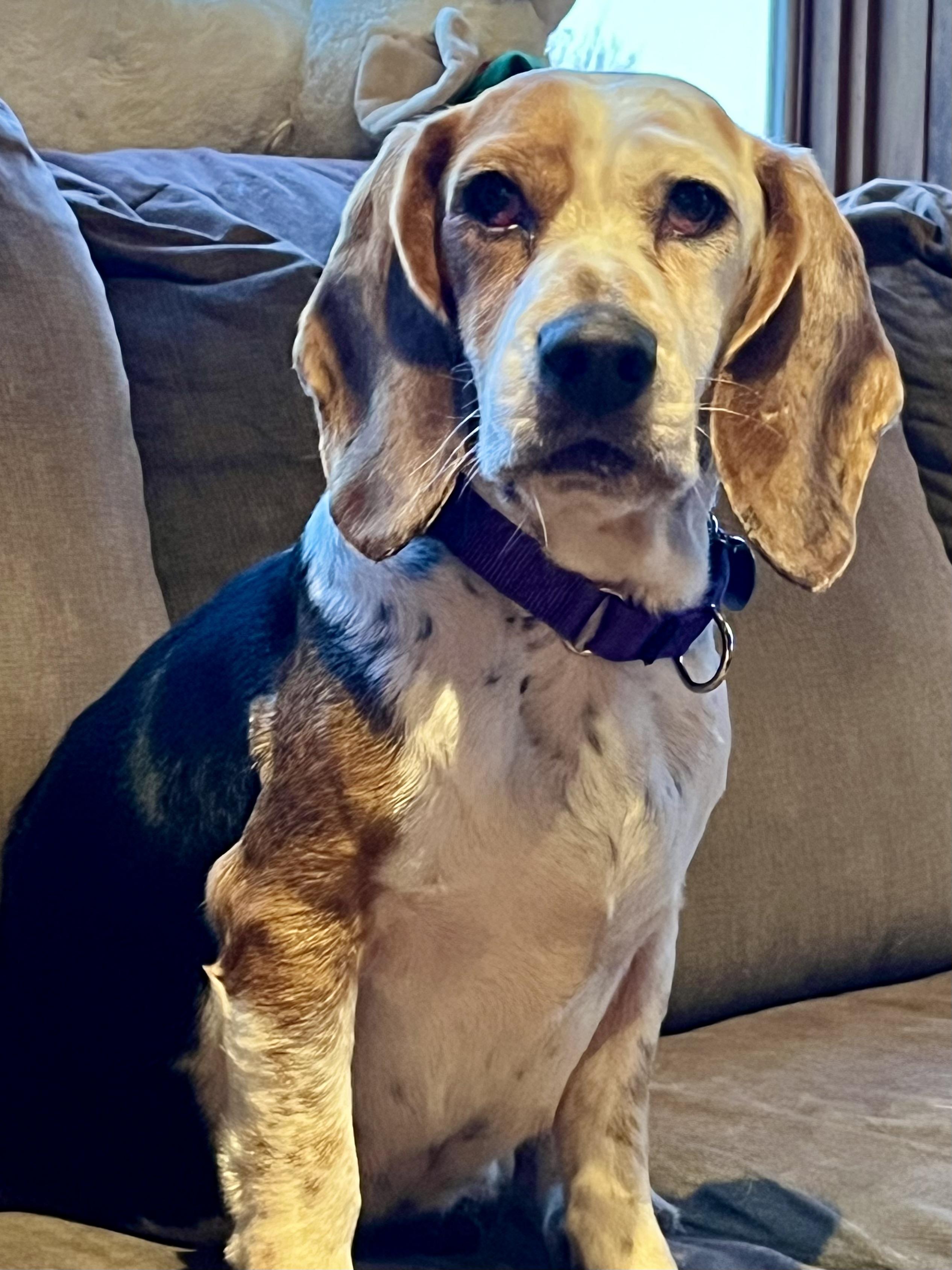 Enlarge Fiona, a ADOPTABLE mixed breed in St. Paul, MN image 1/4