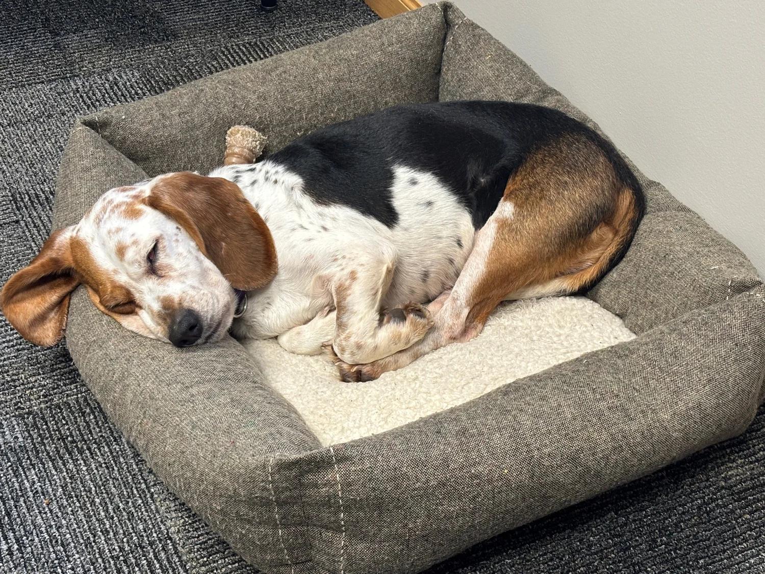 Enlarge Fiona, a ADOPTABLE mixed breed in St. Paul, MN image 4/4