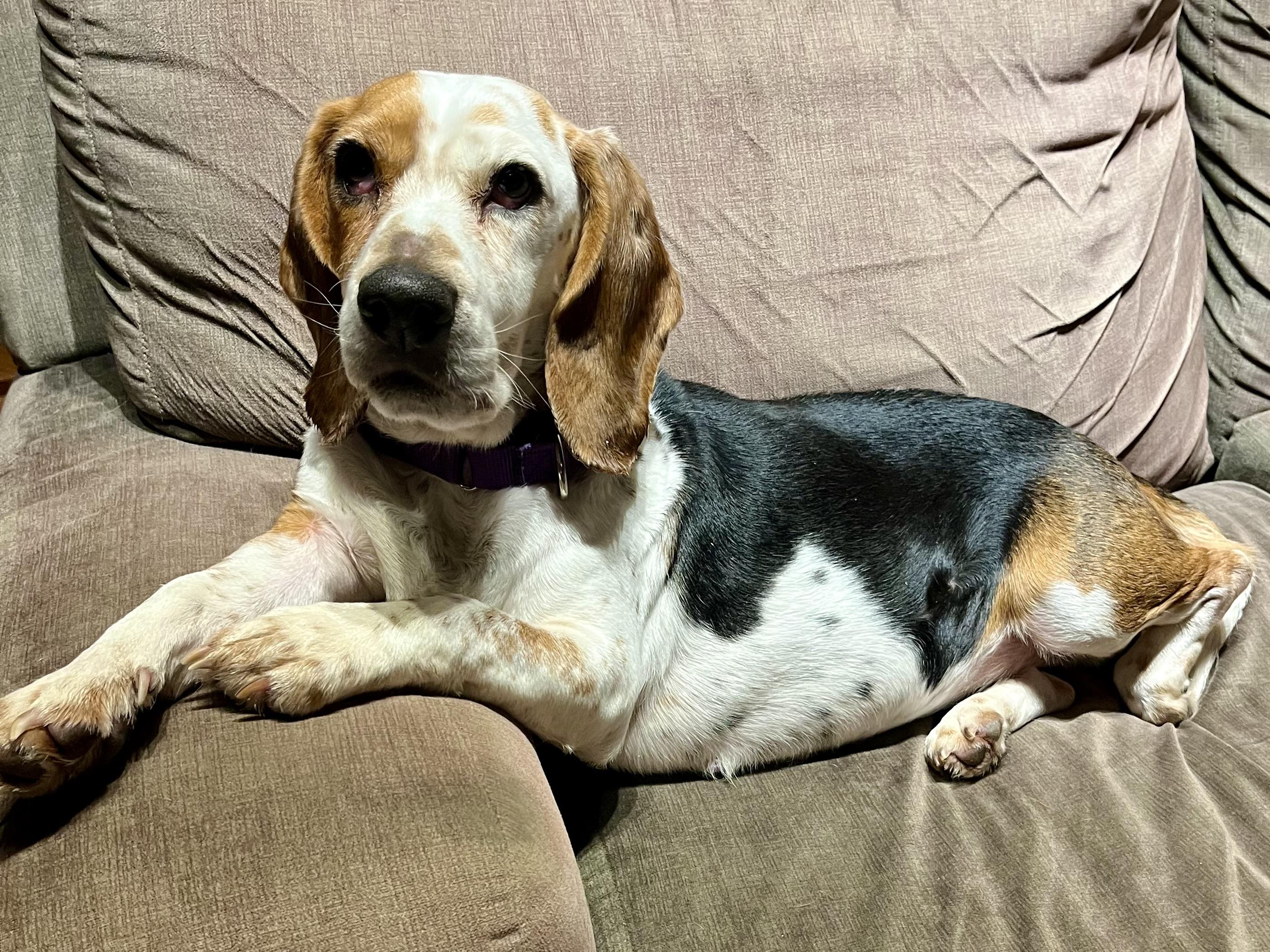 Enlarge Fiona, a ADOPTABLE mixed breed in St. Paul, MN image 3/5