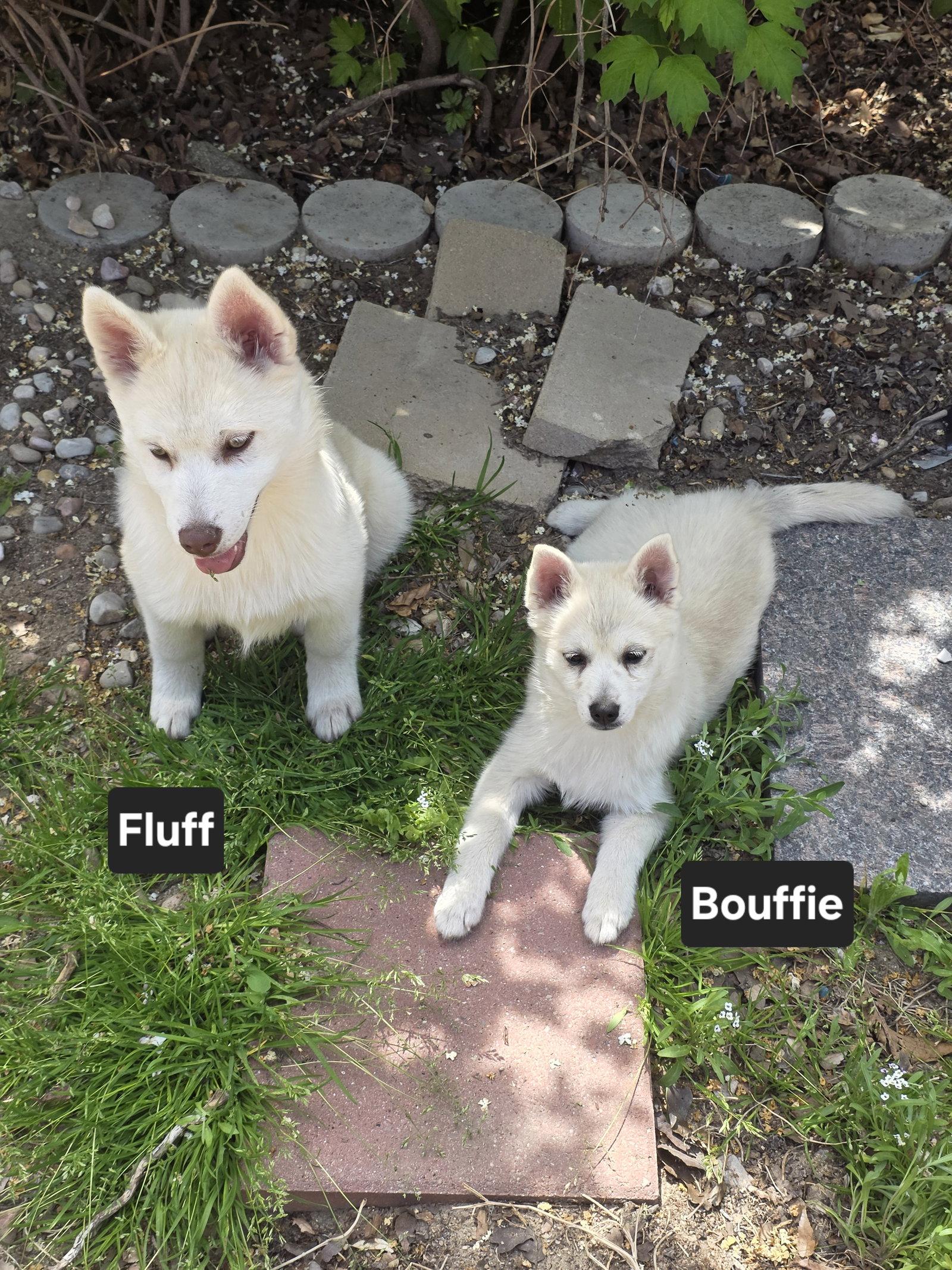 Bouffie, Adoptable, Puppy Female Husky.