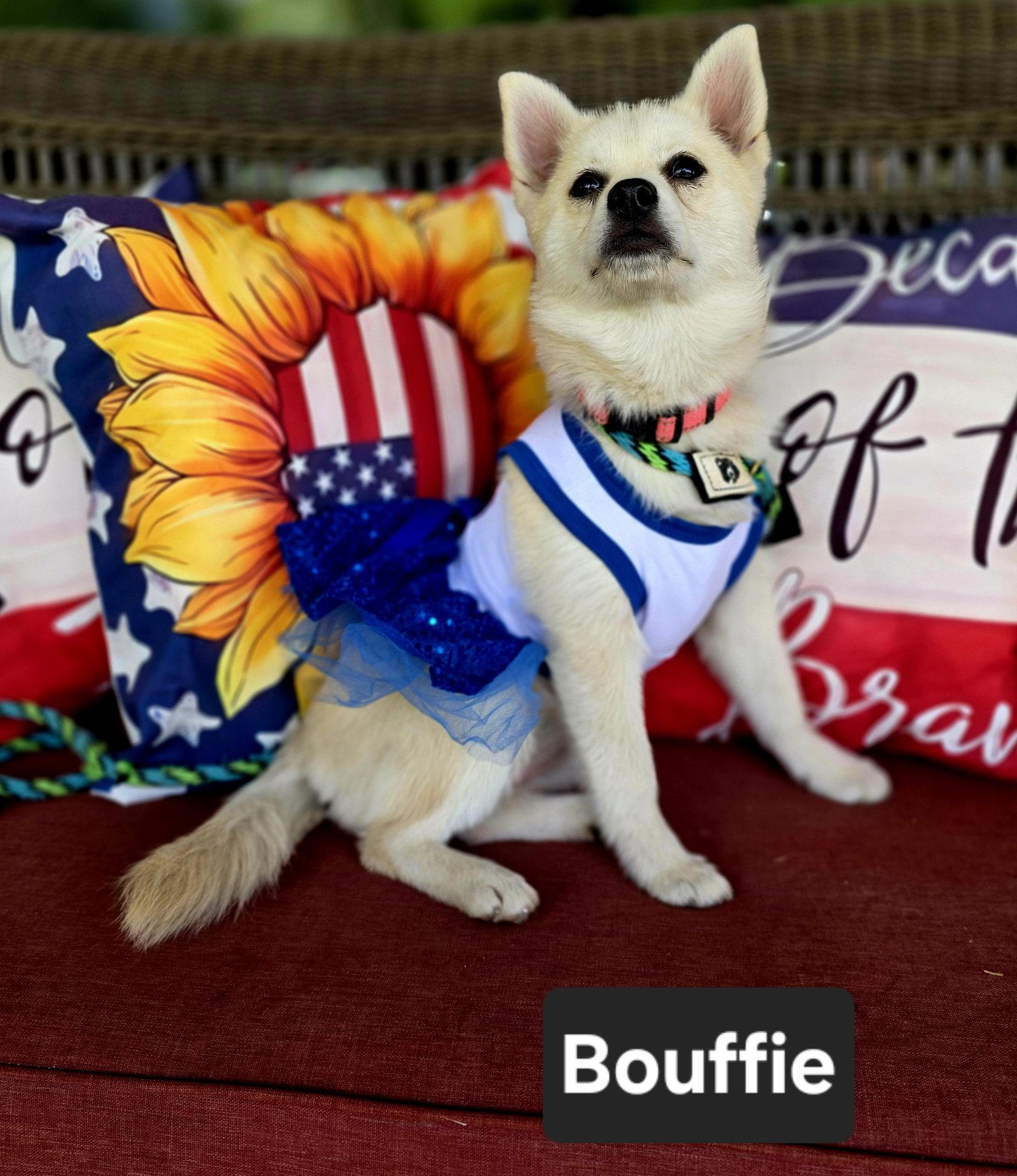 Enlarge Bouffie, a Adoptable Husky in Salt Lake City, UT image 2/3
