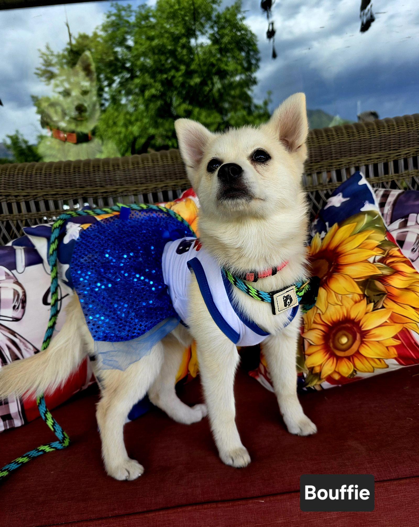 Enlarge Bouffie, a Adoptable Husky in Salt Lake City, UT image 3/3