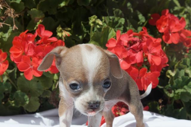 REX, an adopted mixed breed in Bakersfield, CA image 1/4