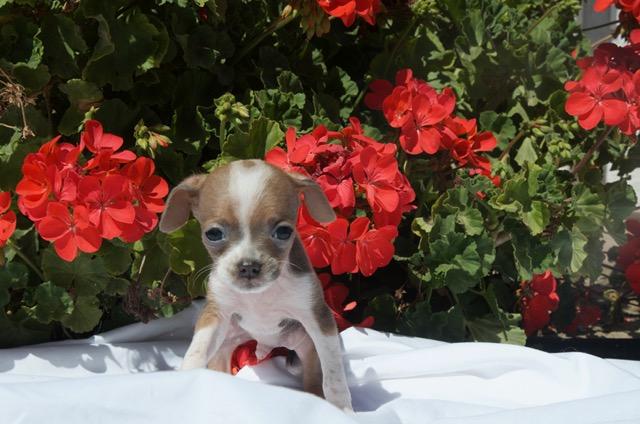 REX, an adopted mixed breed in Bakersfield, CA image 2/4