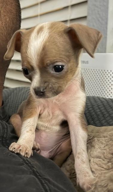 REX, an adopted mixed breed in Bakersfield, CA image 4/4