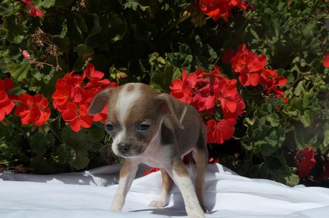 REX, an adopted mixed breed in Bakersfield, CA image 3/4