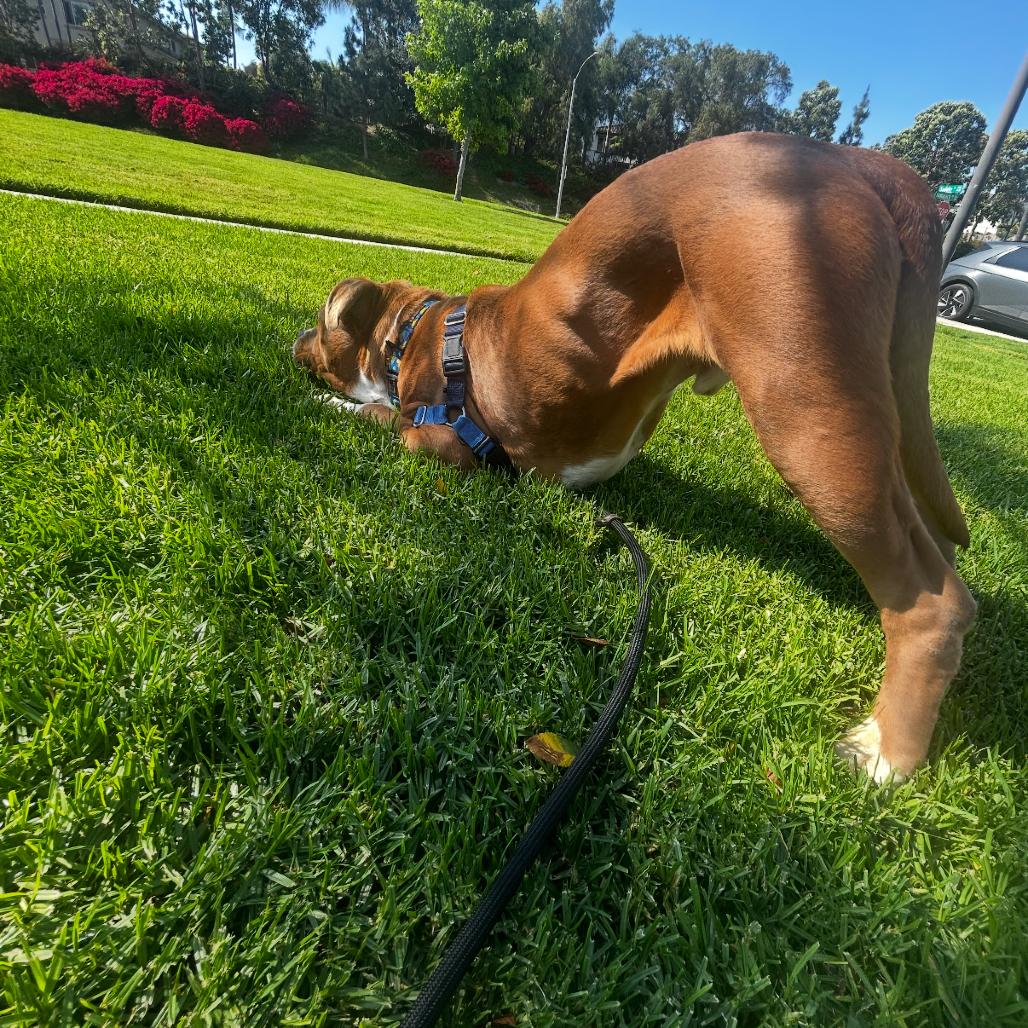 Hippity Hop, a Adoptable English Bulldog in San Diego, CA image 1/5