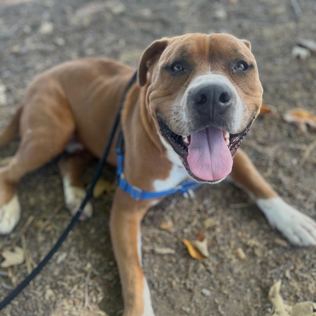 Hippity Hop, a Adoptable English Bulldog in San Diego, CA image 2/5