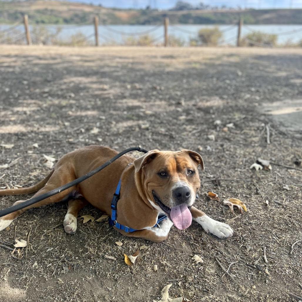 Hippity Hop, a Adoptable English Bulldog in San Diego, CA image 3/5