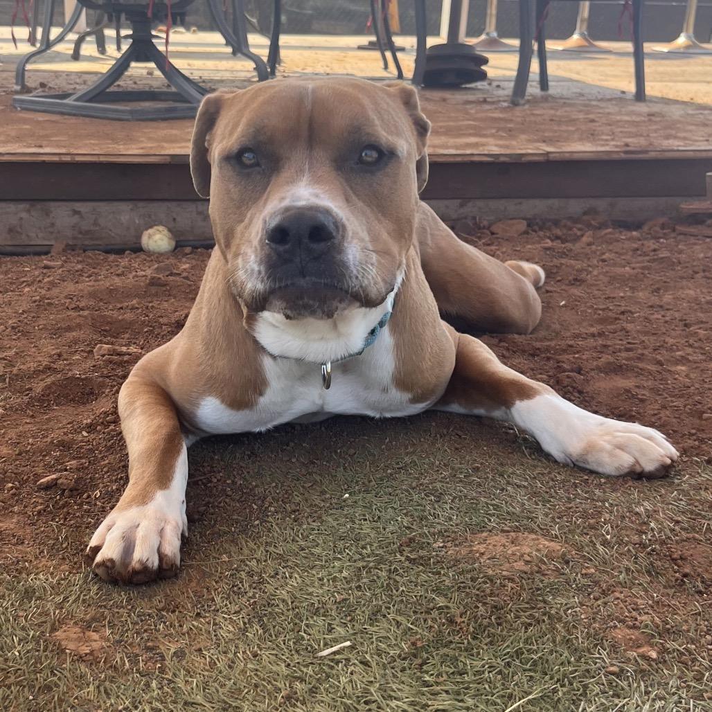 Hippity Hop, a Adoptable English Bulldog in San Diego, CA image 4/5