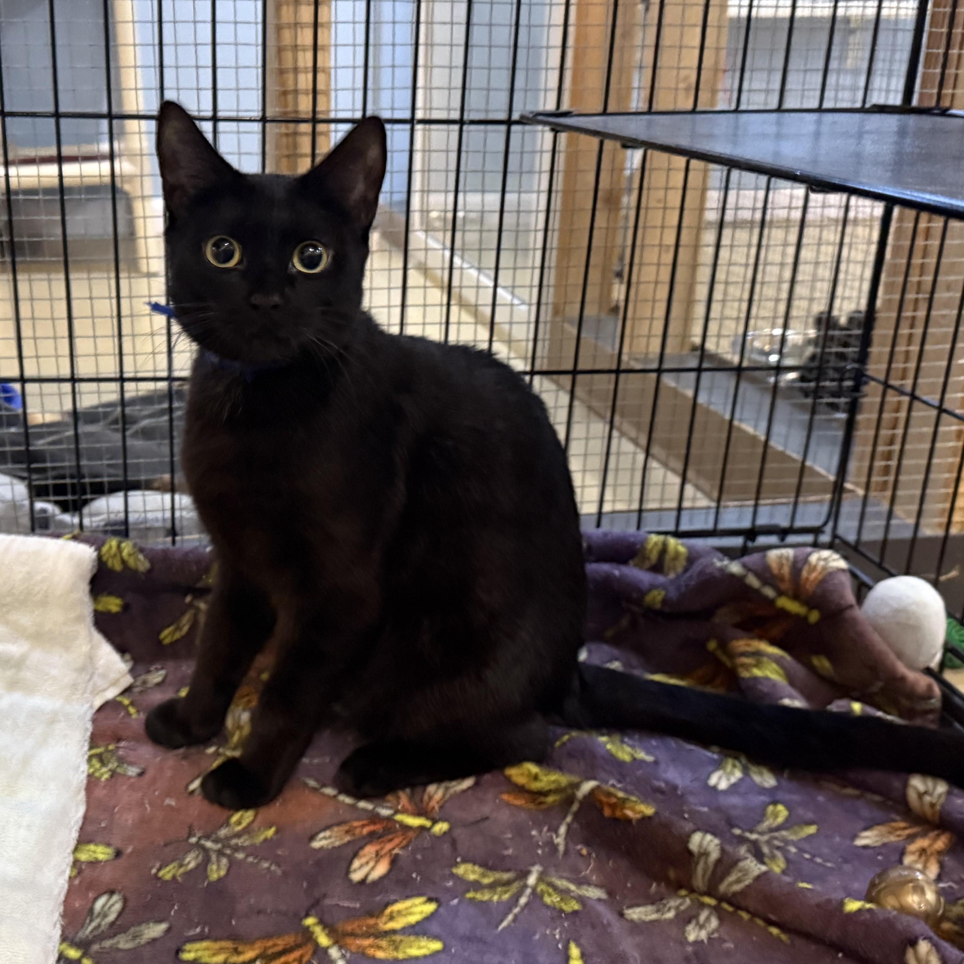 Enlarge ULANI, a Adoptable Domestic Short Hair in La Crescent, MN image 2/5