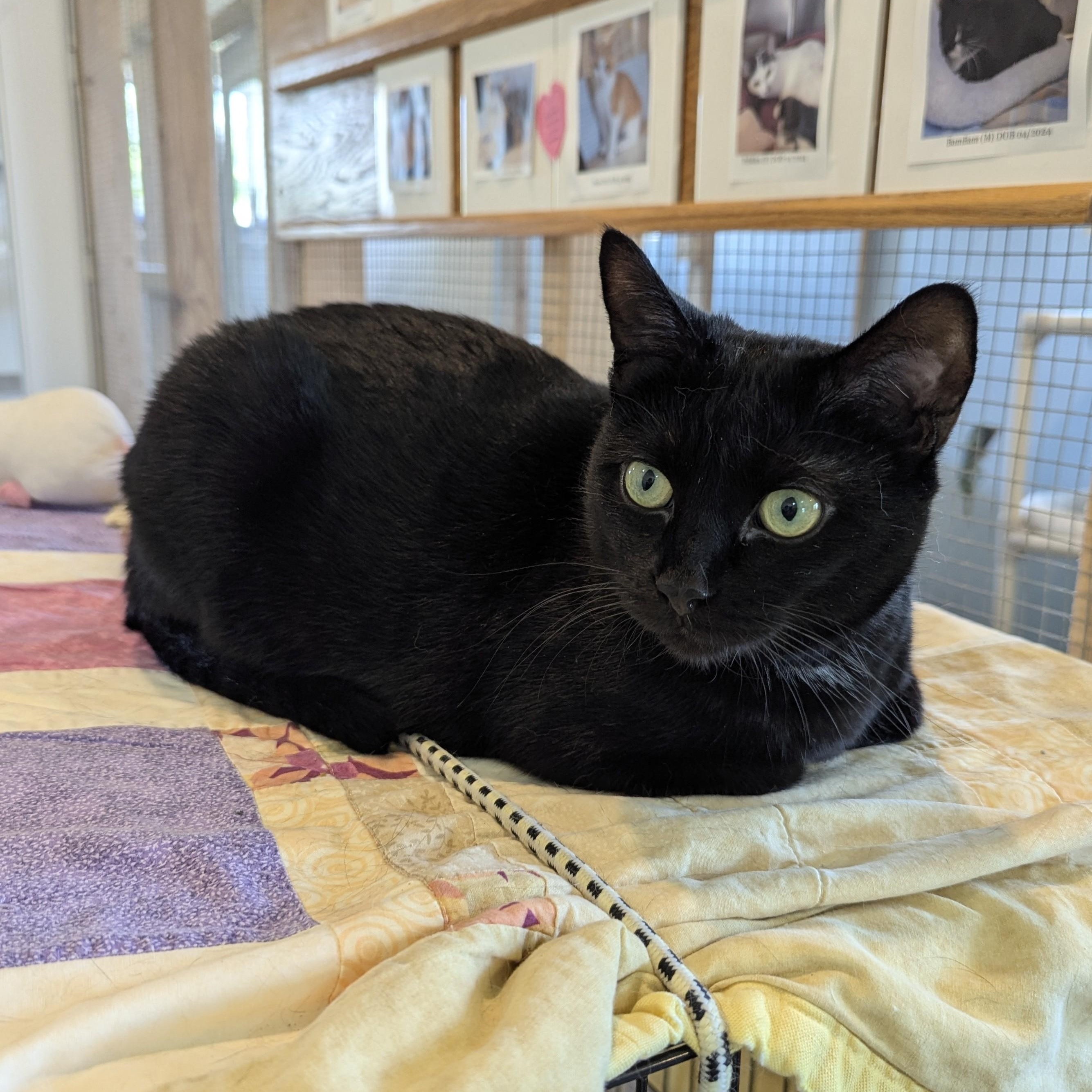 Enlarge ULANI, a Adoptable Domestic Short Hair in La Crescent, MN image 1/6