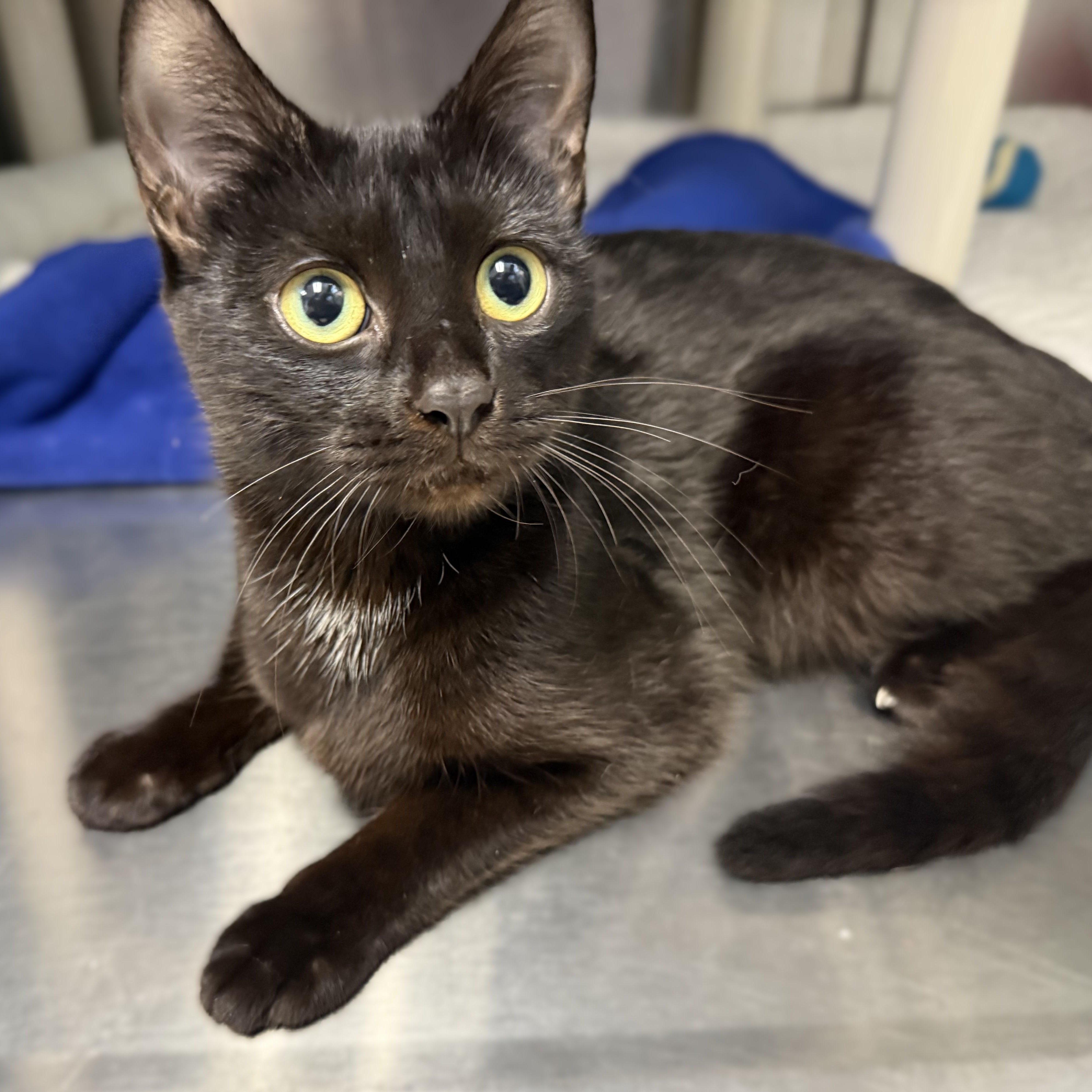 Enlarge ULANI, a Adoptable Domestic Short Hair in La Crescent, MN image 1/5