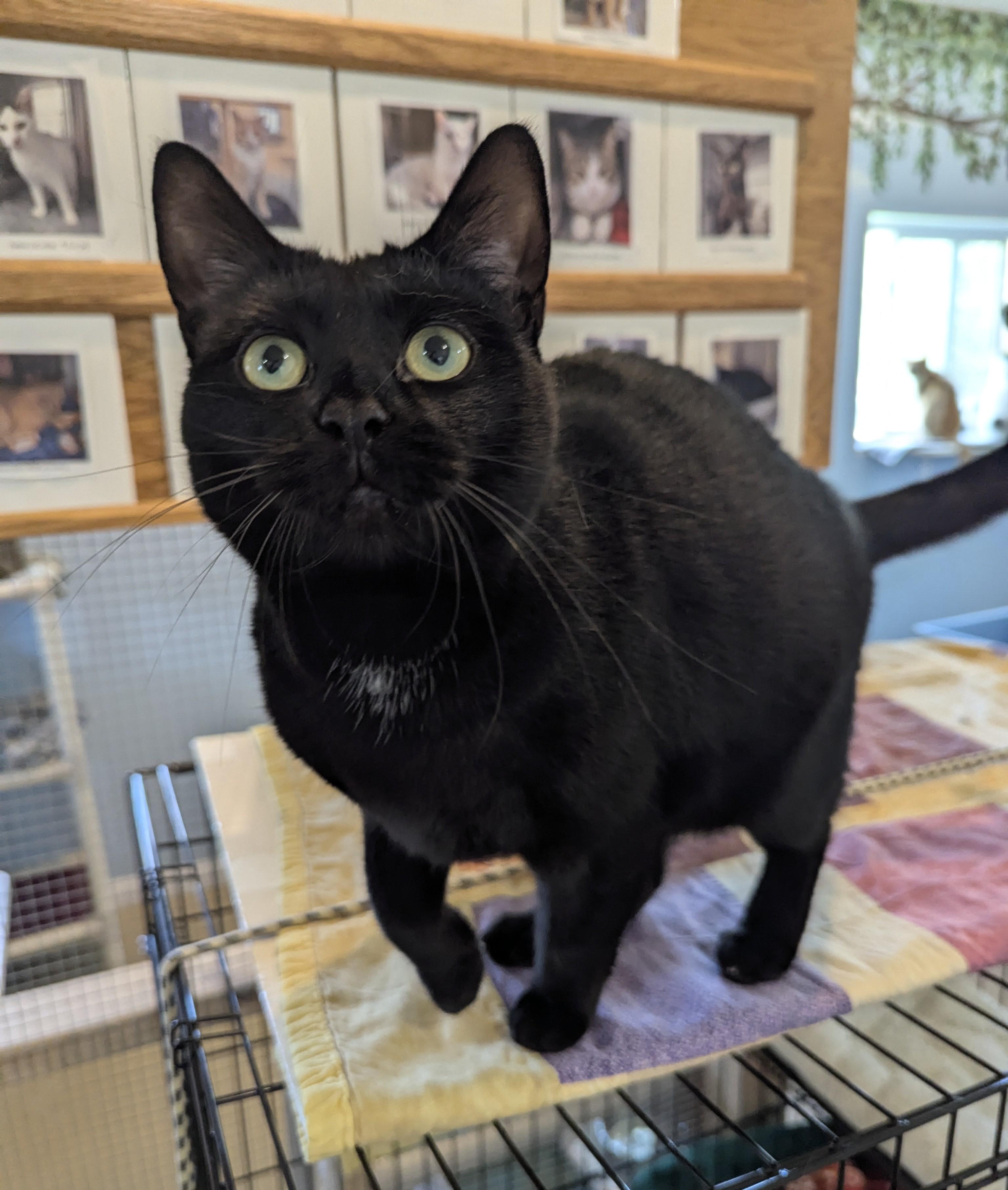 Enlarge ULANI, a Adoptable Domestic Short Hair in La Crescent, MN image 2/6