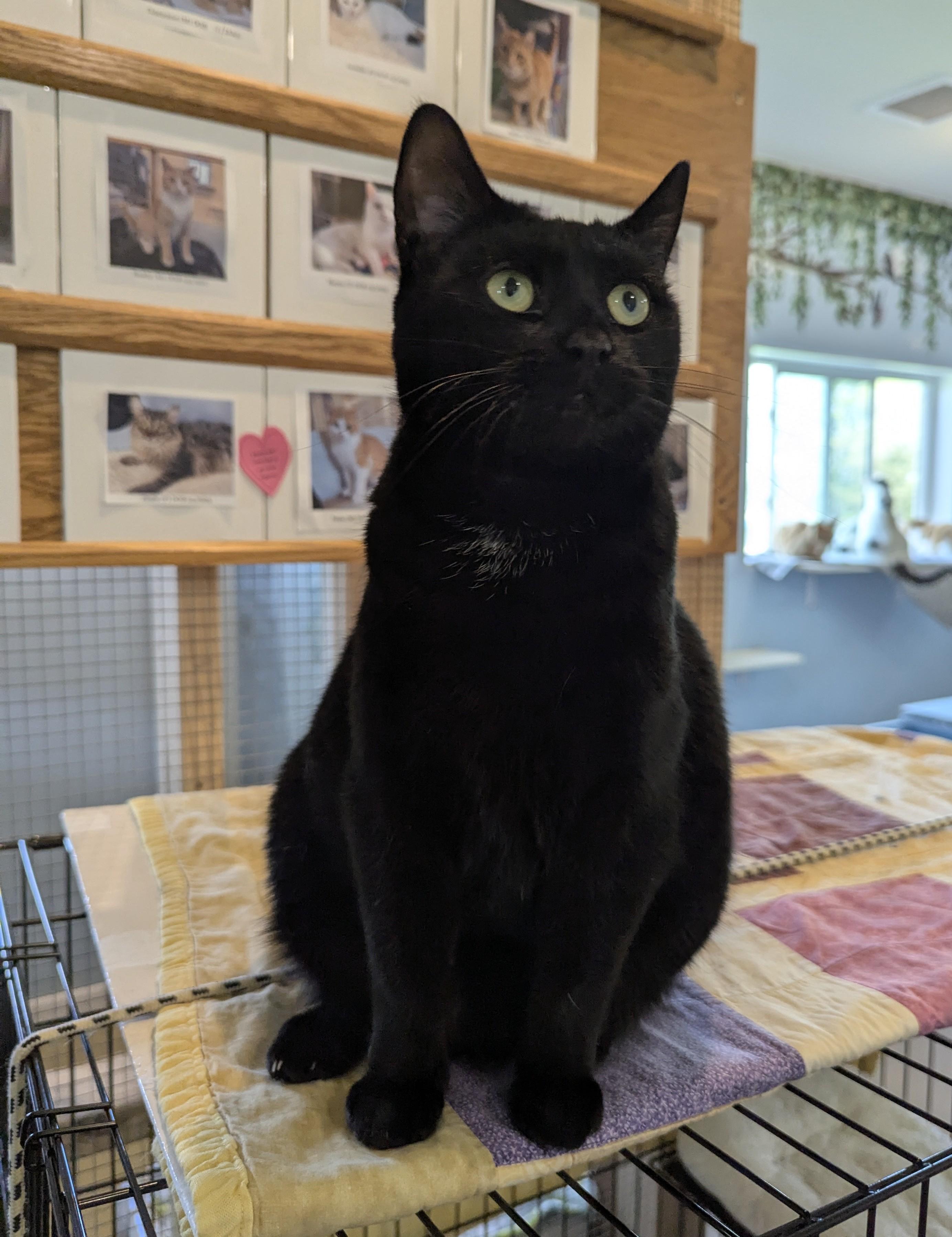 Enlarge ULANI, a Adoptable Domestic Short Hair in La Crescent, MN image 4/6